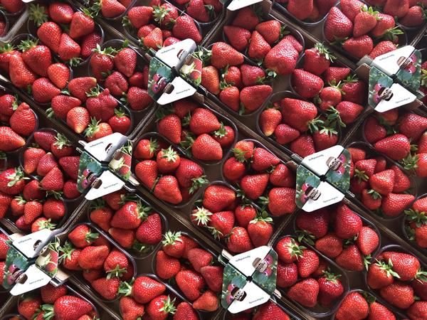 E' ORA IL MOMENTO DI MANGIARE LE FRAGOLE!!!!!!!!!!!!