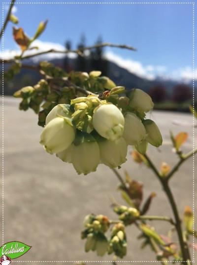 Fiori di Mirtillo