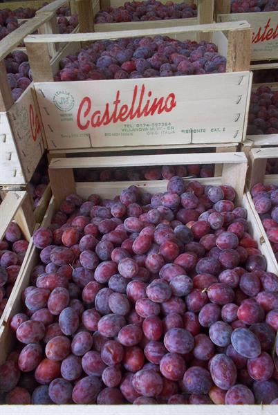 NOVITA’ 2016… LA SUSINA DALMASSINA DENOCCIOLATA – WORK IN PROGRESS!!