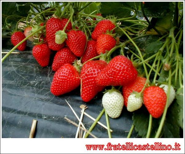 Fragole