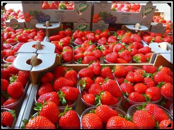 Fragole