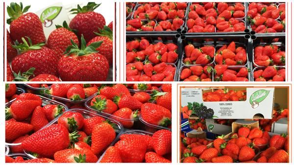 LE FRAGOLE … IL FRUTTO ROSSO PIU’ AMATO!