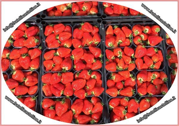 Fragole