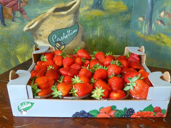 Fragole
