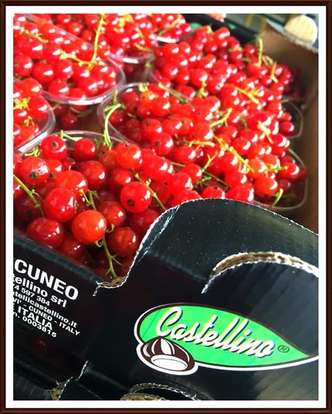 Ribes rosso