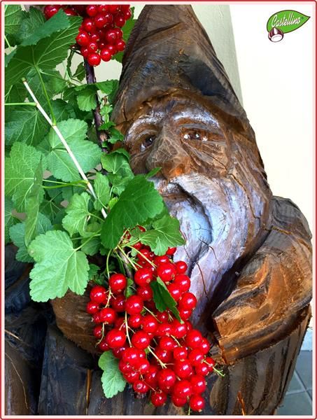 Ribes rosso