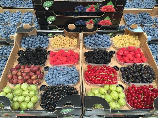PICCOLI FRUTTI DEL SOTTOBOSCO
