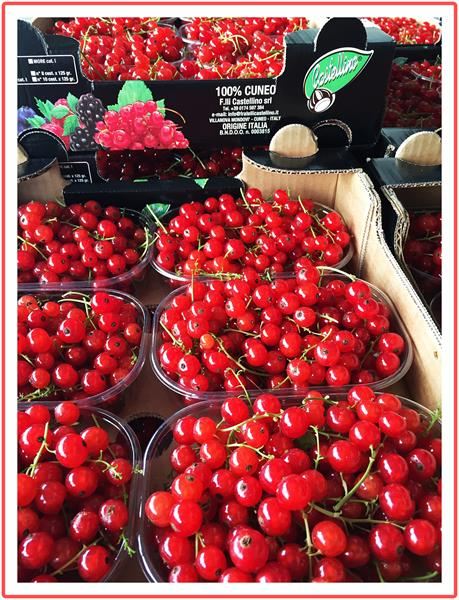 TEMPO DI… RIBES!