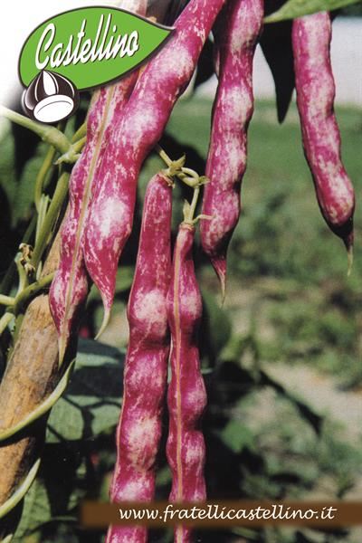FAGIOLO “BORLOTTO” ... il legume più conosciuto e più coltivato al mondo !!