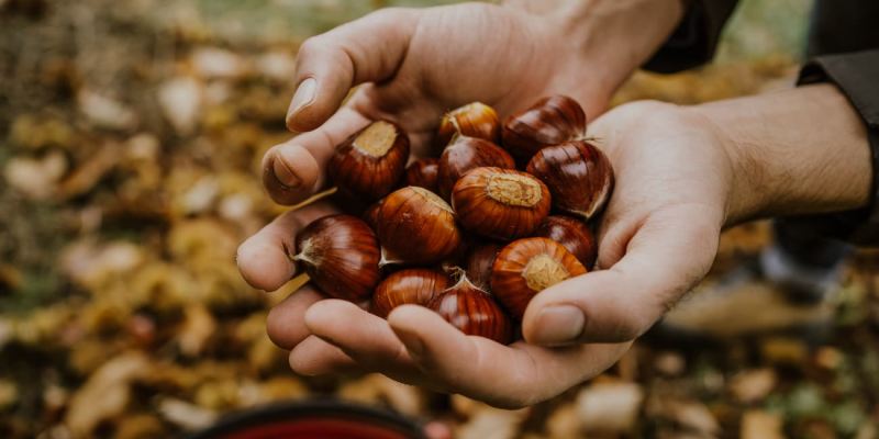 Una manciata di castagne