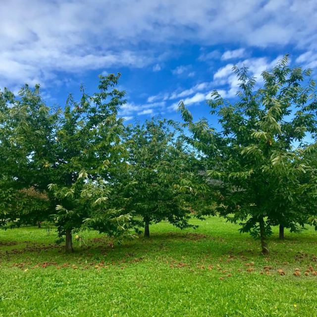 Fratelli Castellino: Frutteto